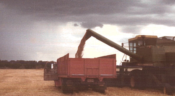 harvestpic.jpg